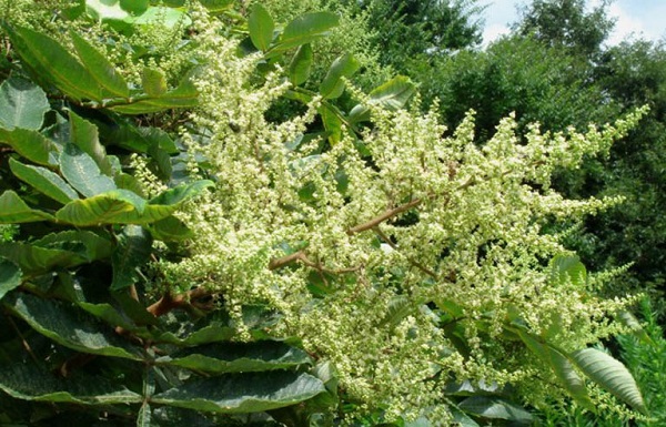 cây muối cây muối