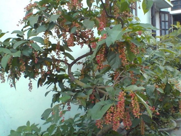 cây muối cây muối