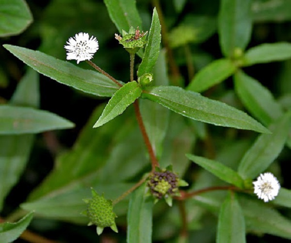 cỏ mực cỏ mực