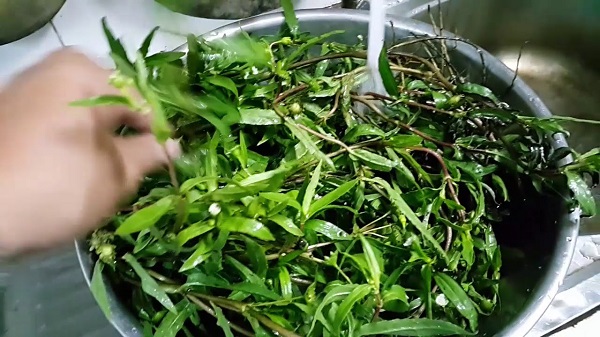 cỏ mực cỏ mực