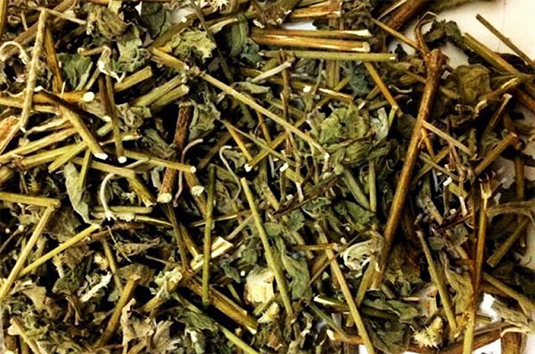 cỏ xước cỏ xước