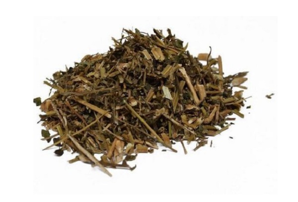 cỏ xước cỏ xước