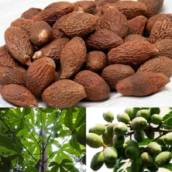 Hạt đười ươi