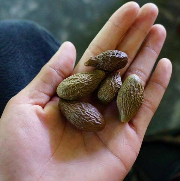 Hạt đười ươi