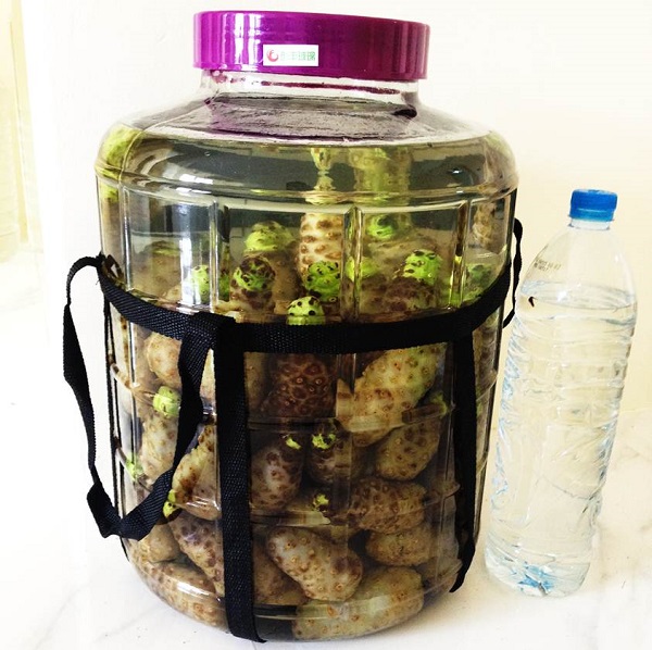 trái nhàu khô trái nhàu khô