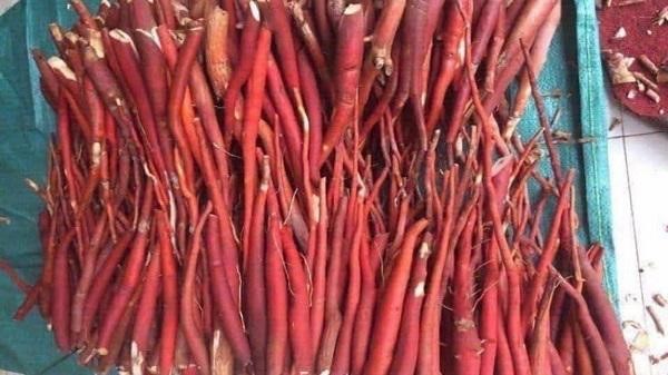 sâm cau đỏ sâm cau đỏ