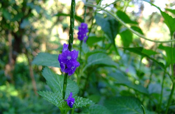 cây đuôi chuột trị bệnh tiểu đường cây đuôi chuột trị bệnh tiểu đường