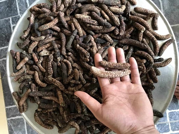 chuối hột rừng ngâm rượu có tác dụng gì